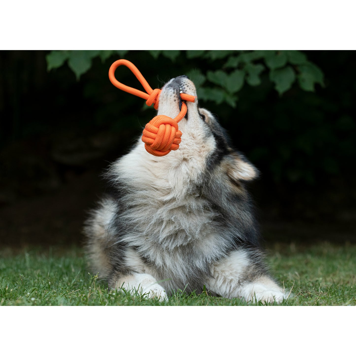 Dog Rope Ball Toy - Orange