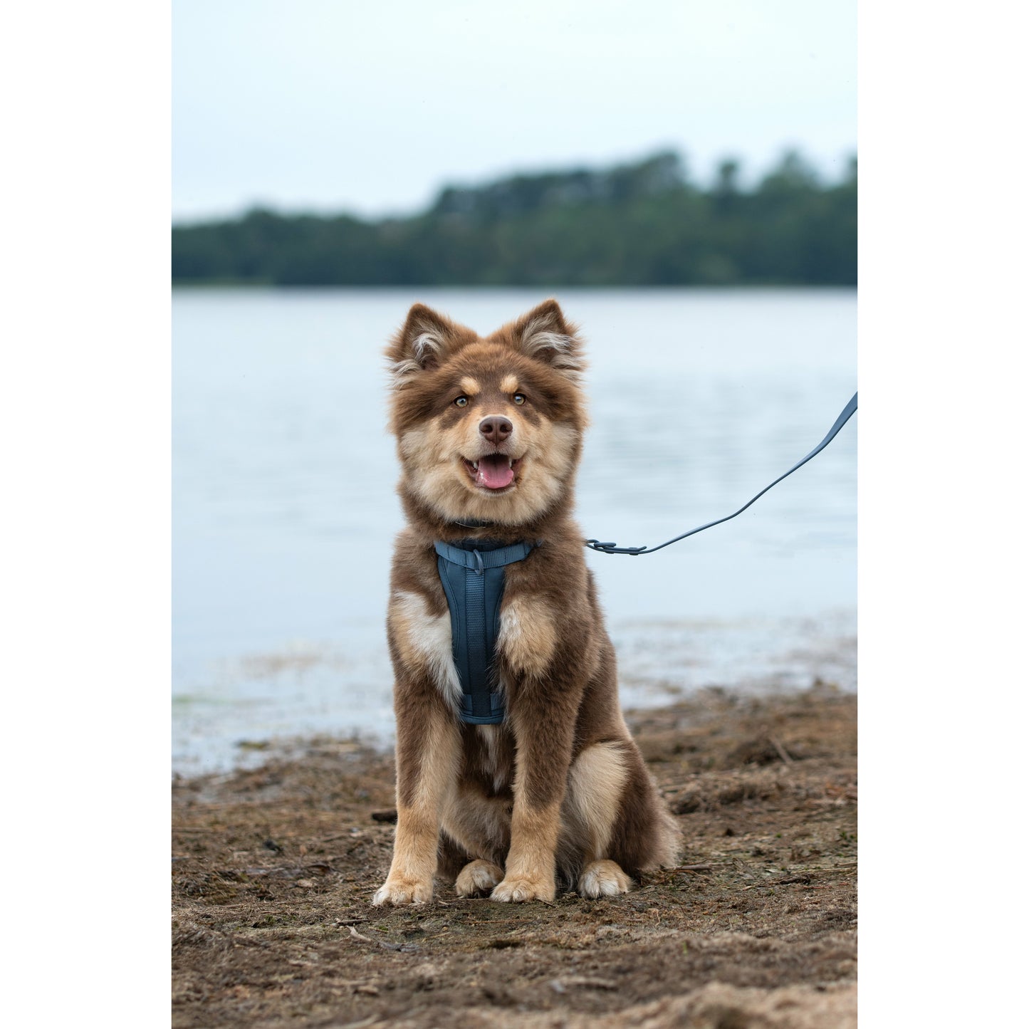 Dog Air Harness Set - Navy