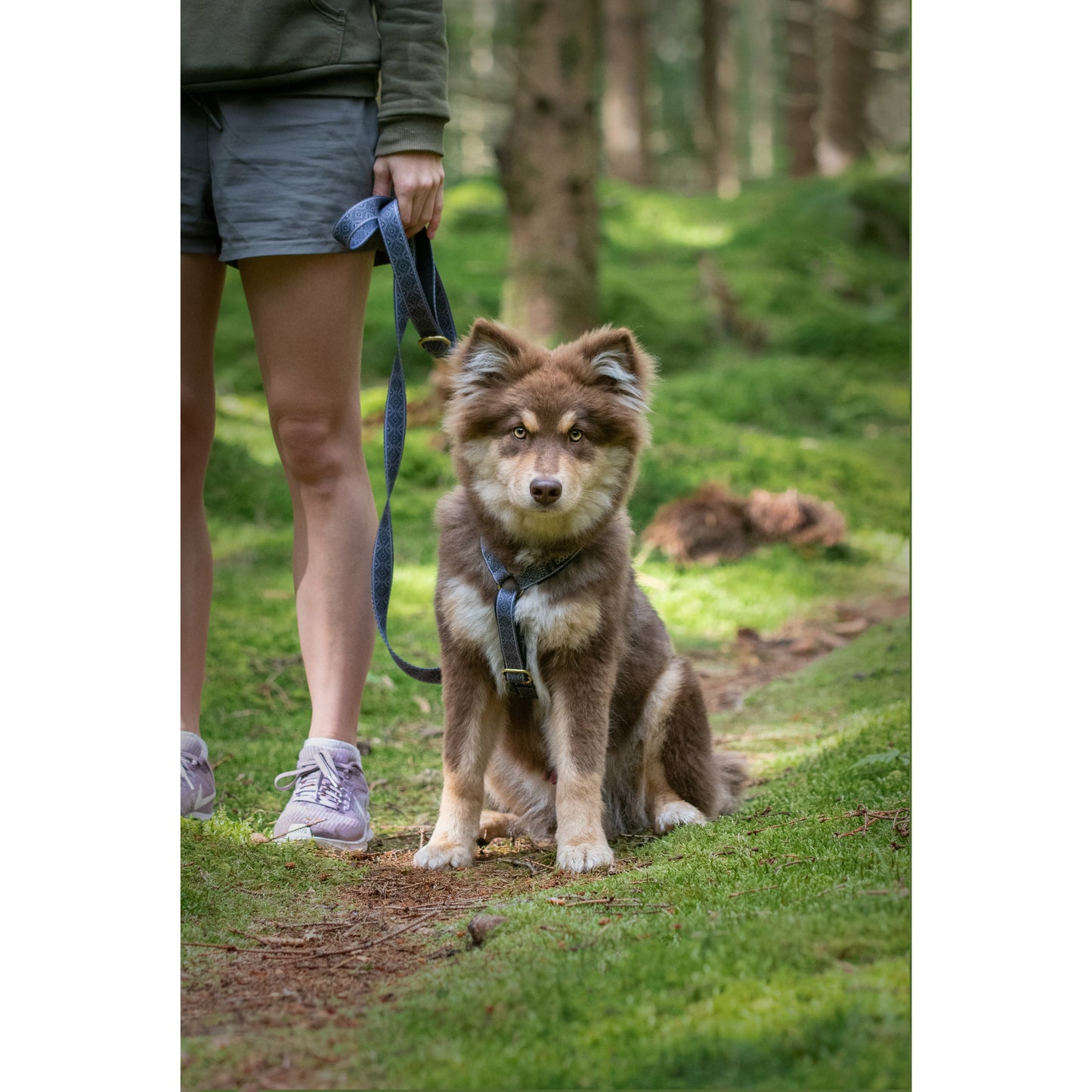 Dog Harness - Aztec