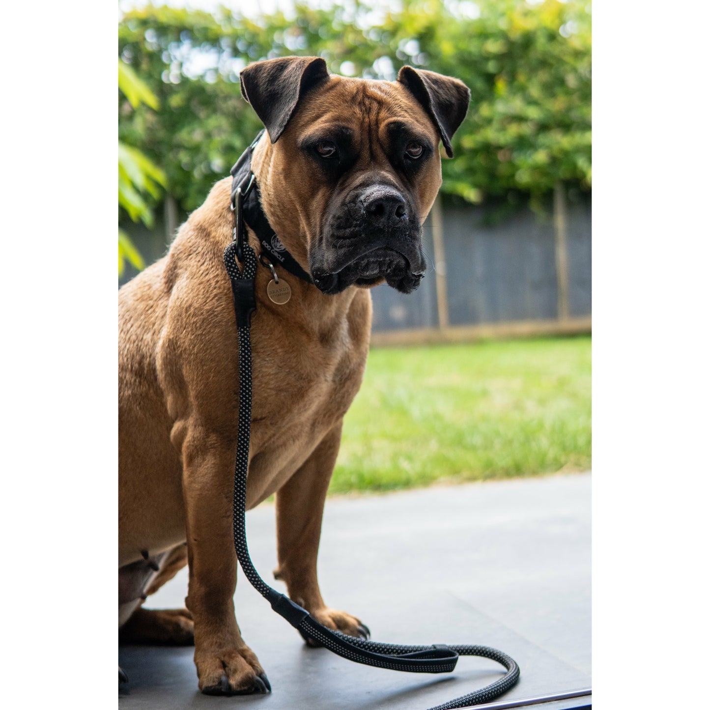 Double Handle Carabiner Dog Rope Leash - Granite