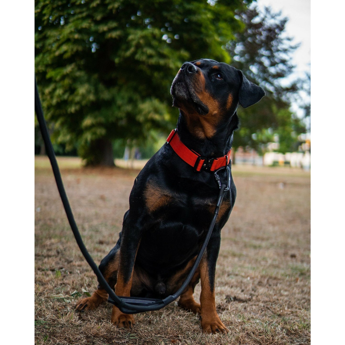 Double Handle Carabiner Dog Rope Leash - Black