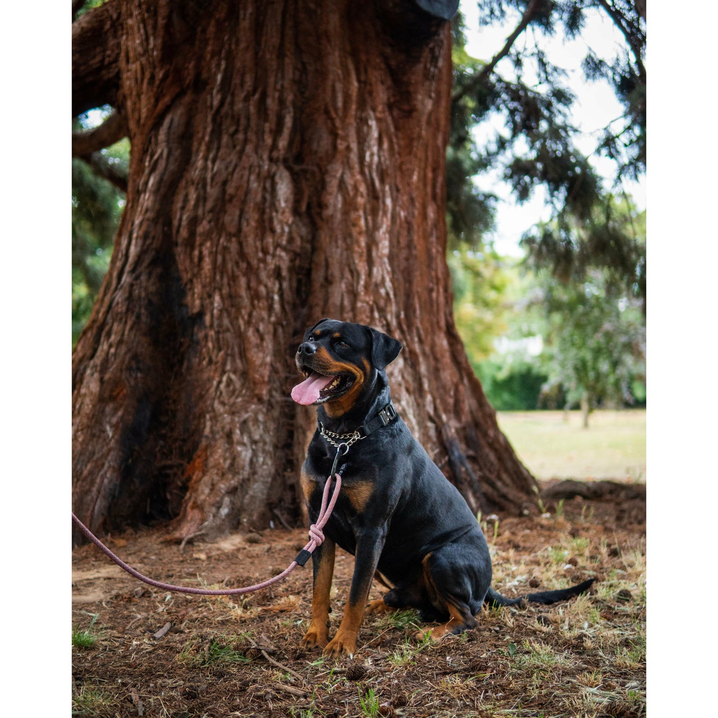 Everyday Dog Collar - Black Martingale 2.5cm/ 1"