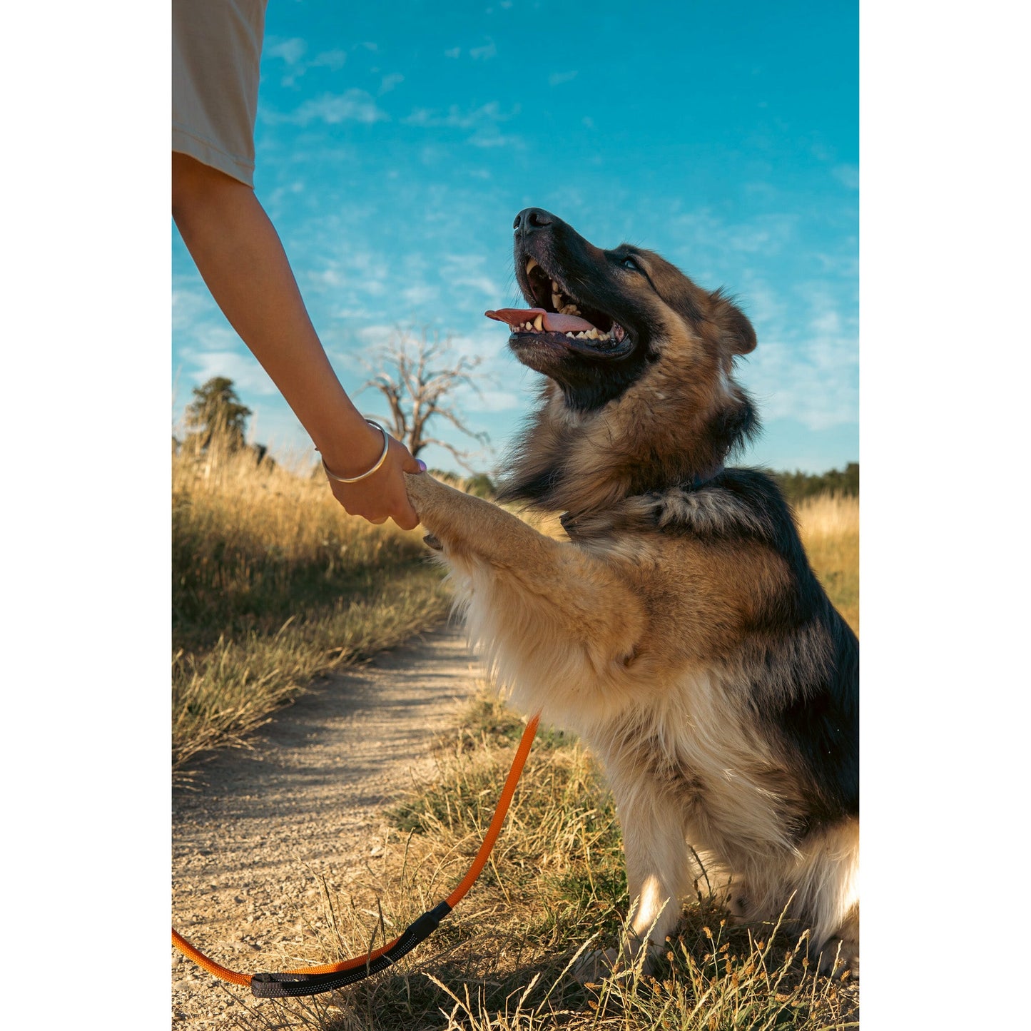 Double Handle Carabiner Dog Rope Leash - Orange