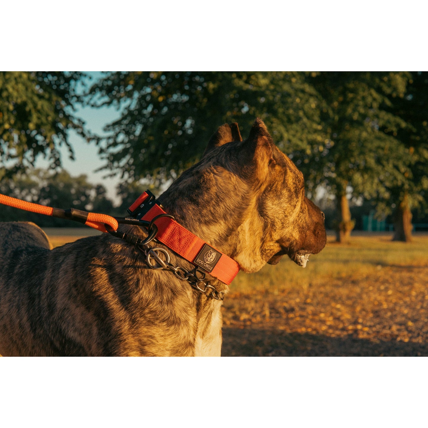 Everyday Dog Collar - Flame 3.8cm/ 1.5"