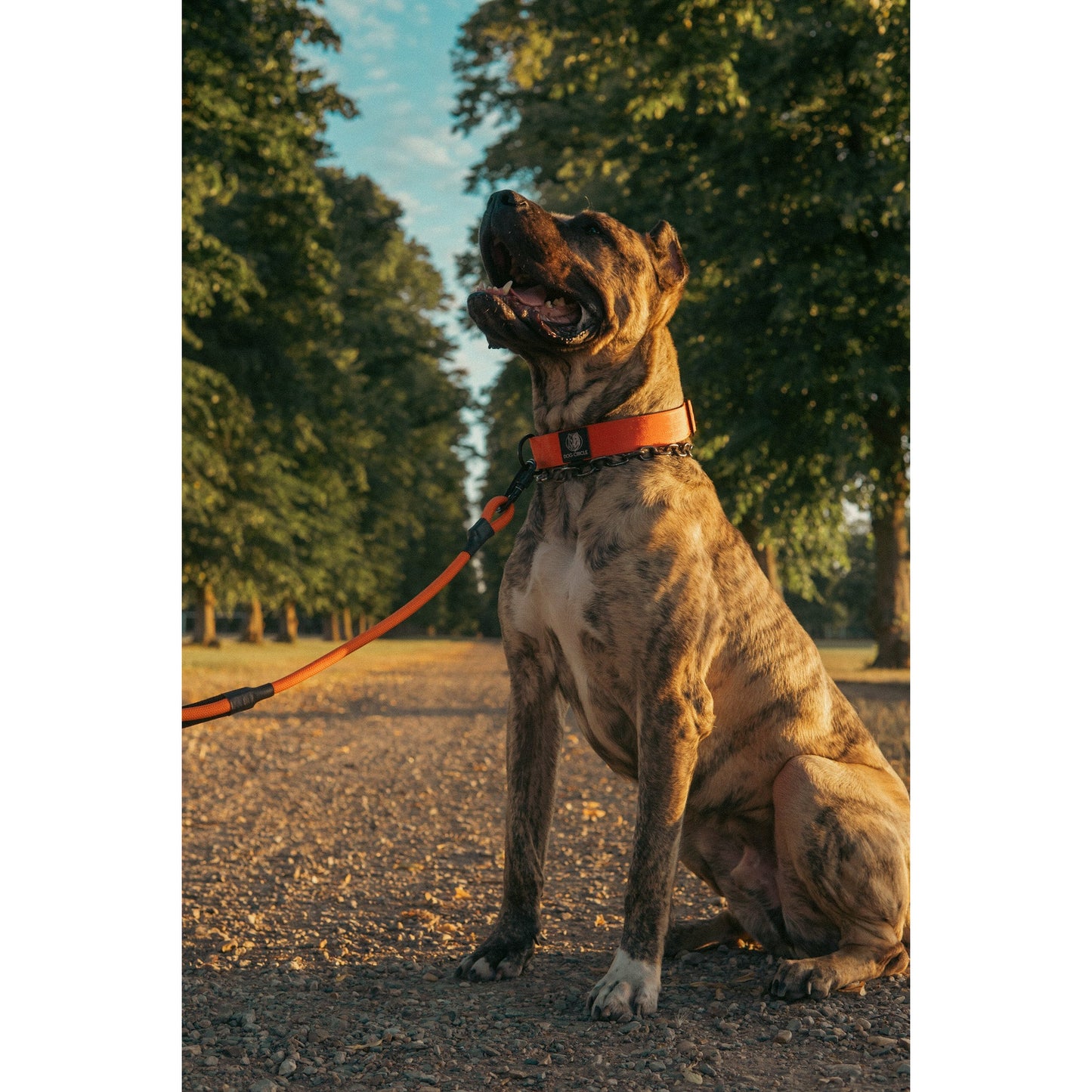 Double Handle Carabiner Dog Rope Leash - Orange