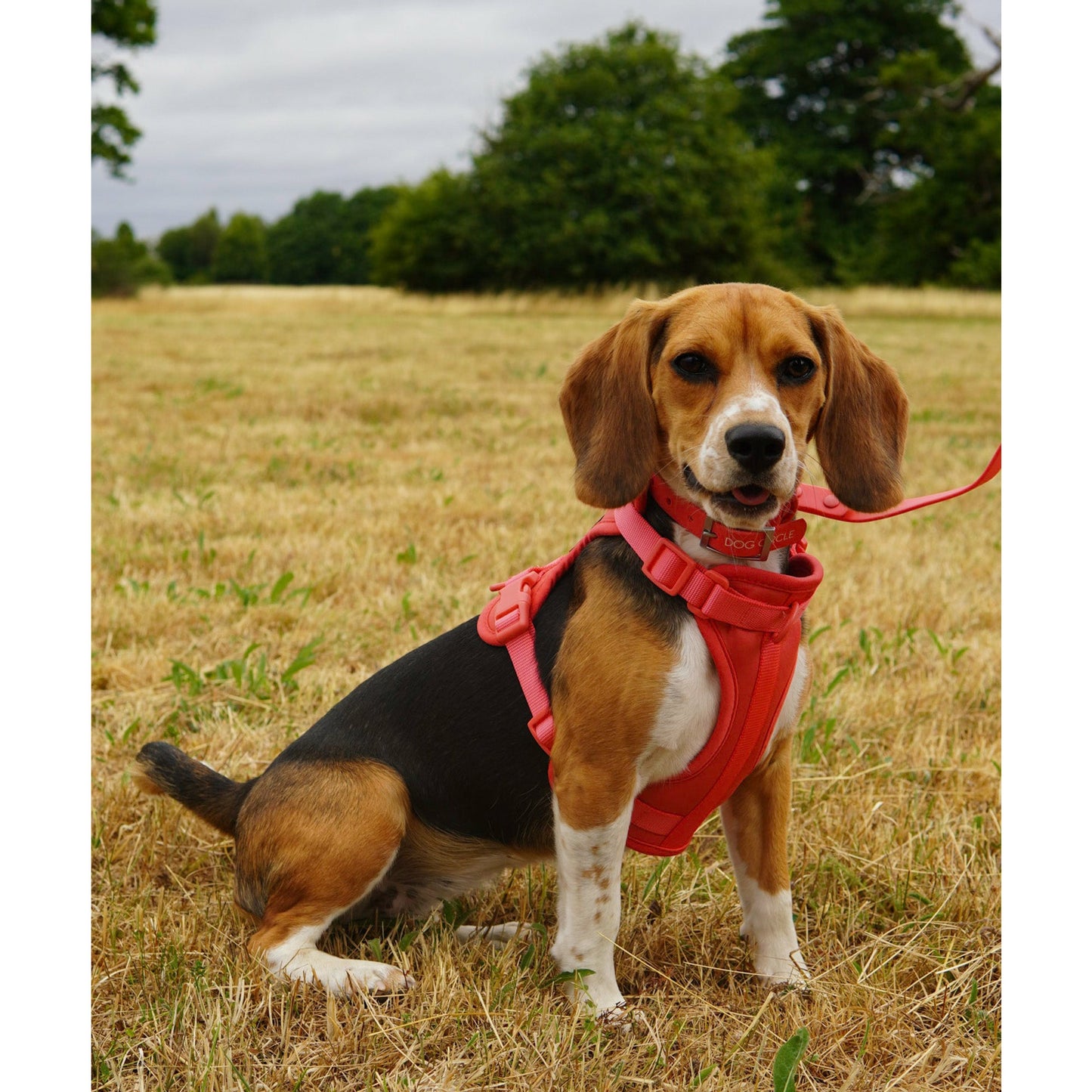 Dog Air Harness Set - Warm Red/ Pink