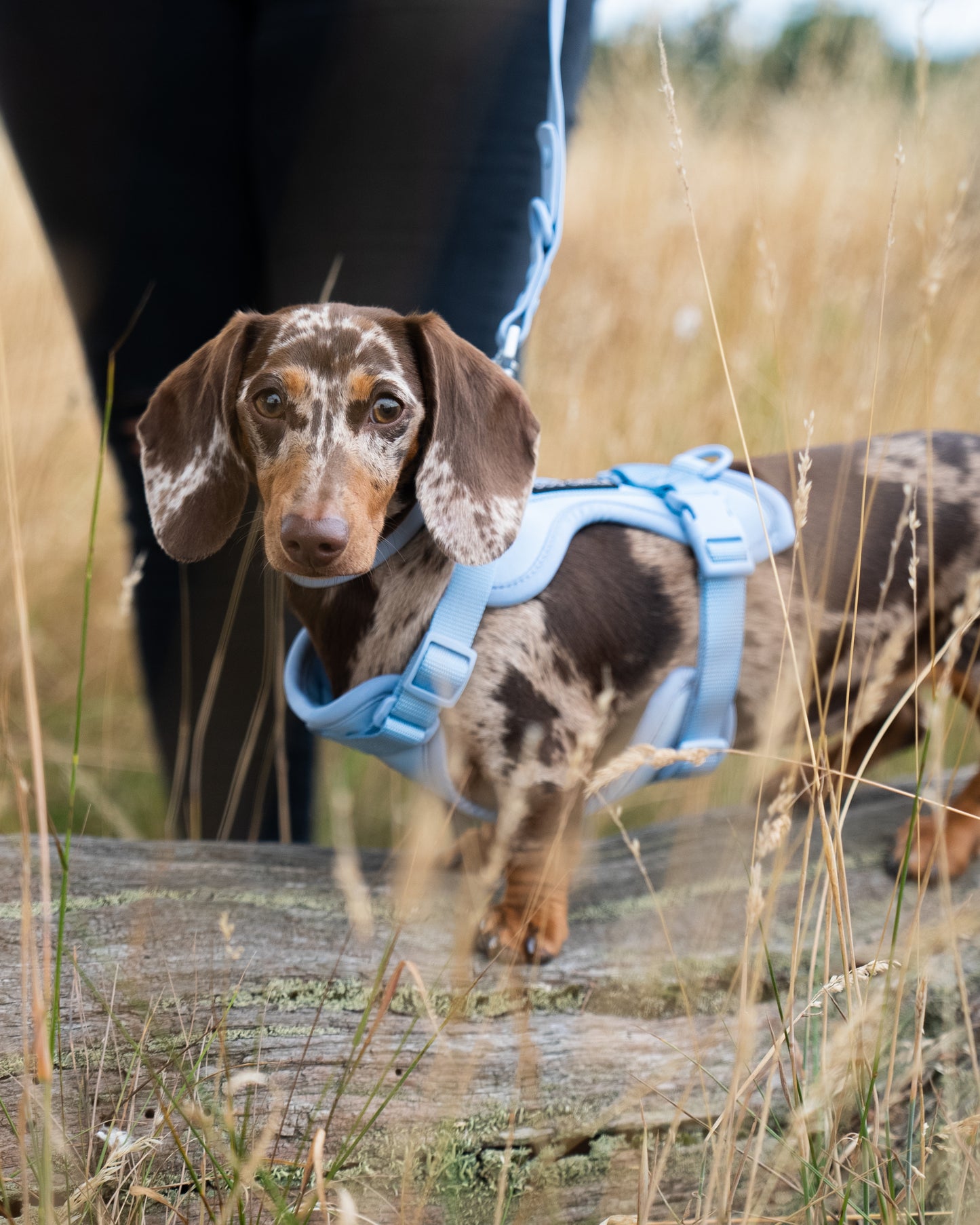 Dog Air Harness - Light Blue