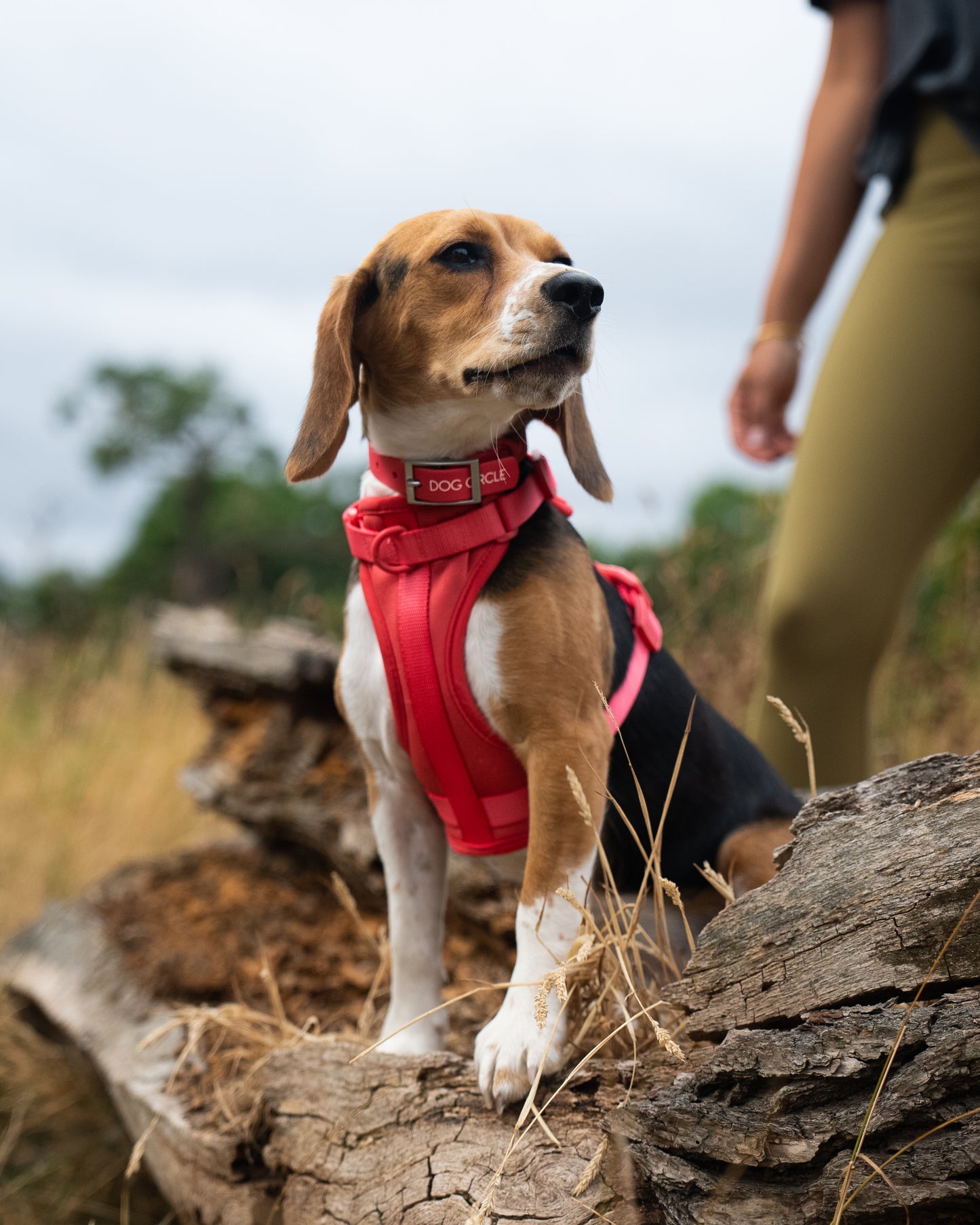 Dog Air Harness - Warm Red