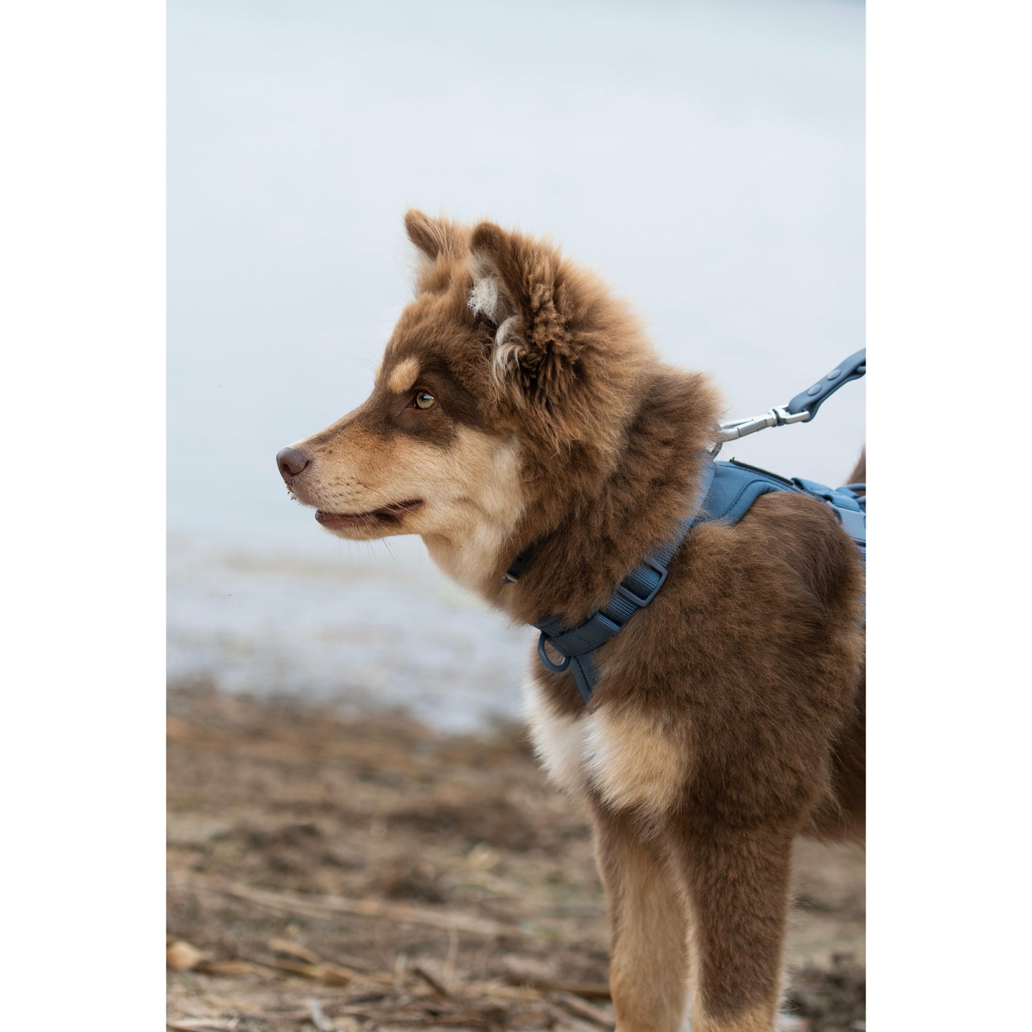 Dog Air Harness Set - Navy