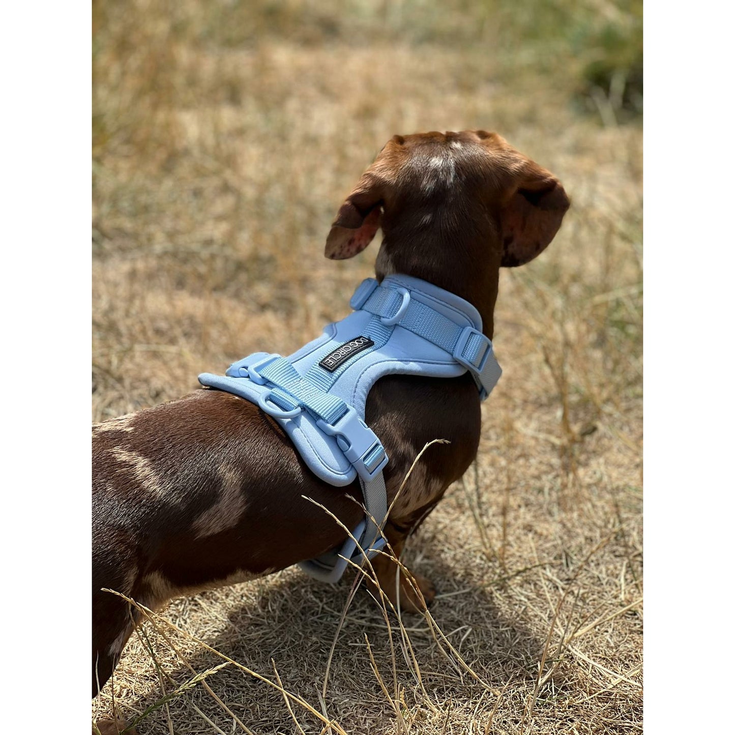 Dog Air Harness Set - Light Blue