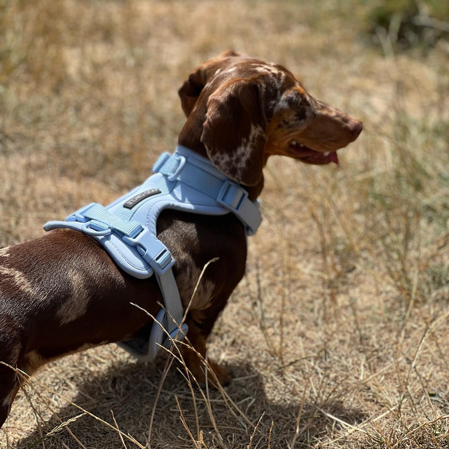 Dog Air Harness Set - Light Blue