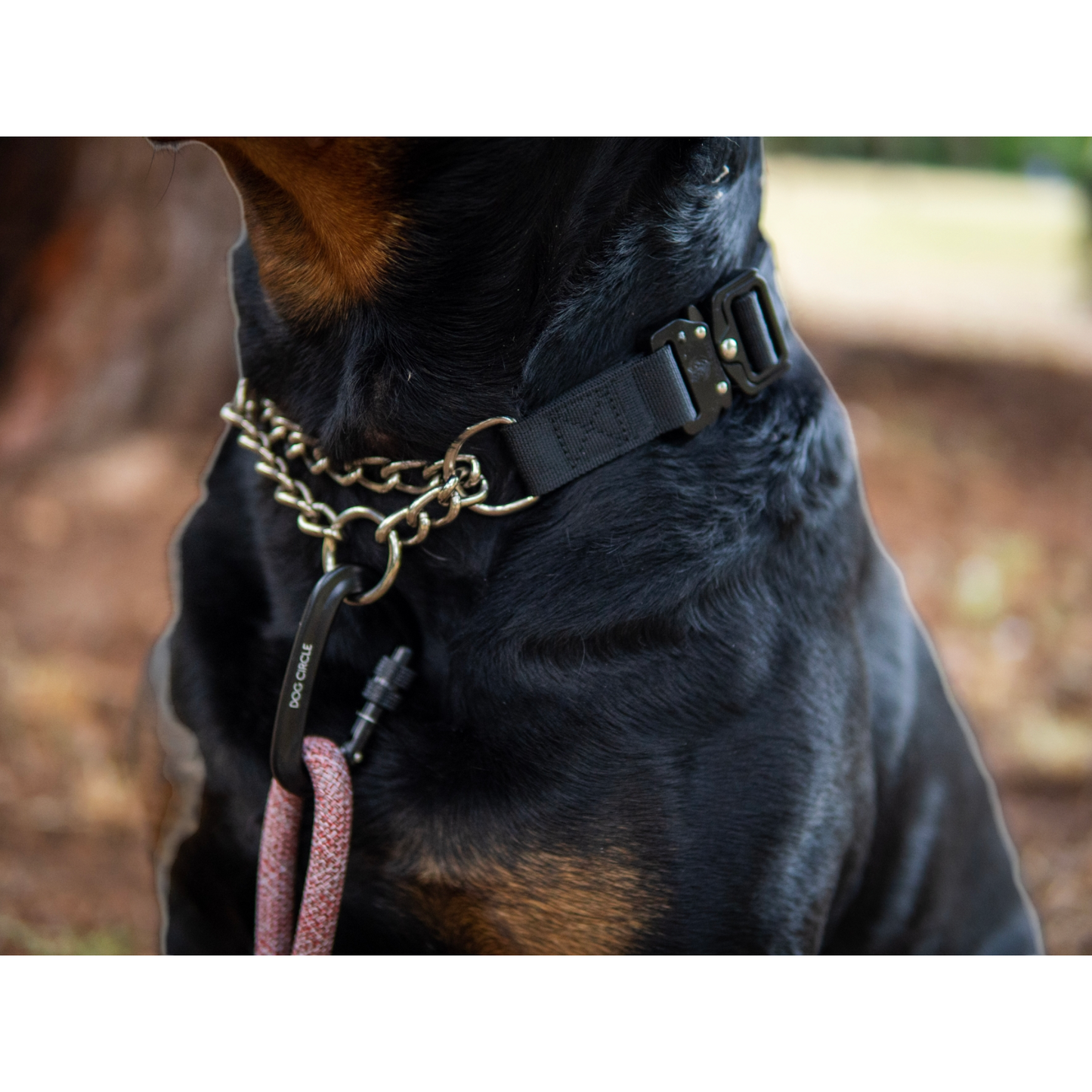 Everyday Dog Collar - Black Martingale 2.5cm/ 1"