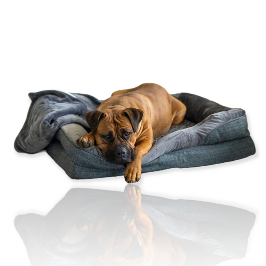 Luxury Orthopedic Dog Bed